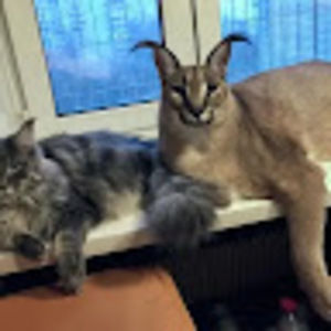 Meet your Posher, Lillis